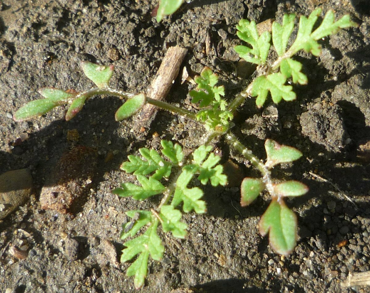 High Resolution Erodium cicutarium Shoot